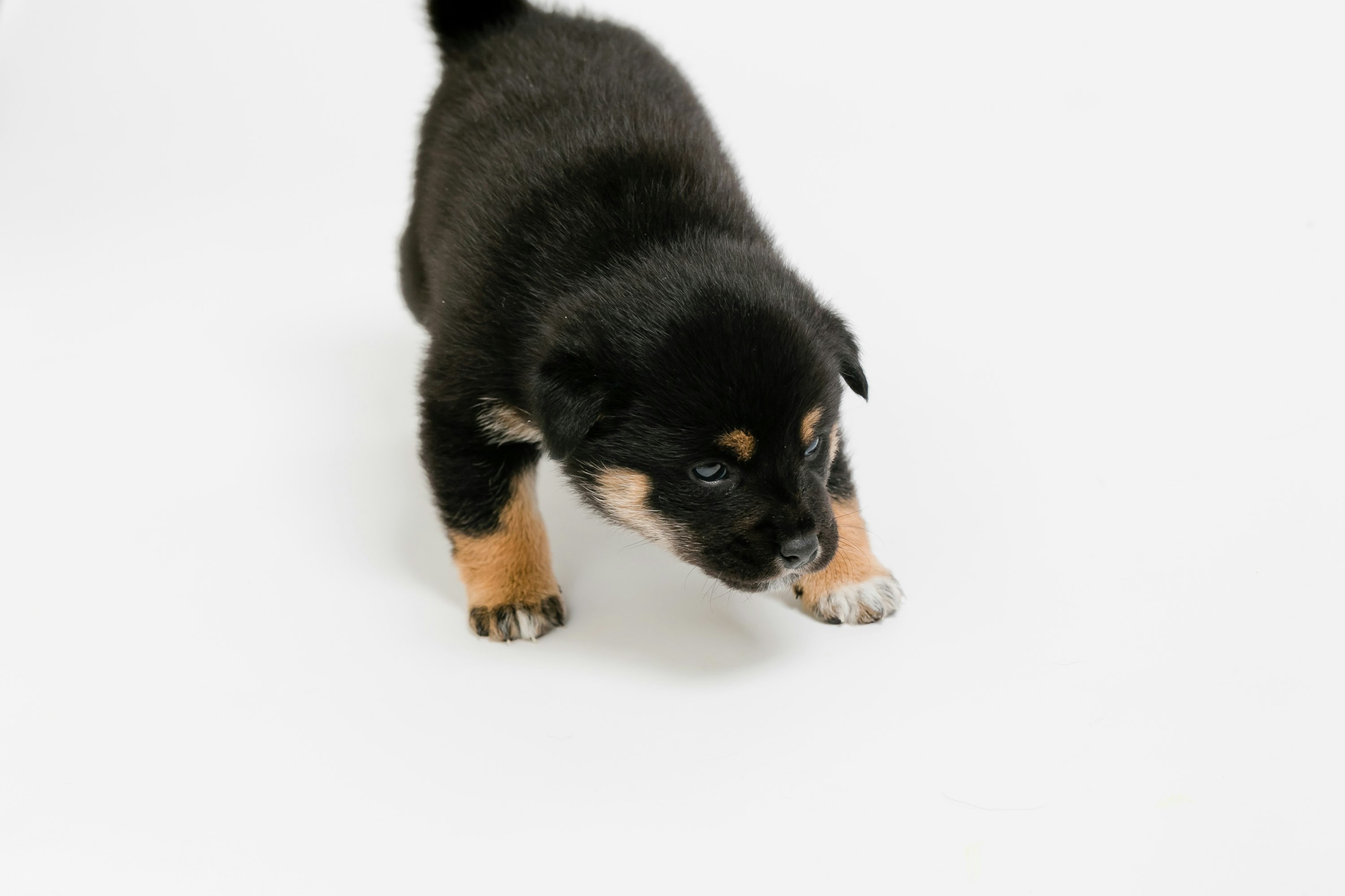 白い背景の小さな黒い子犬