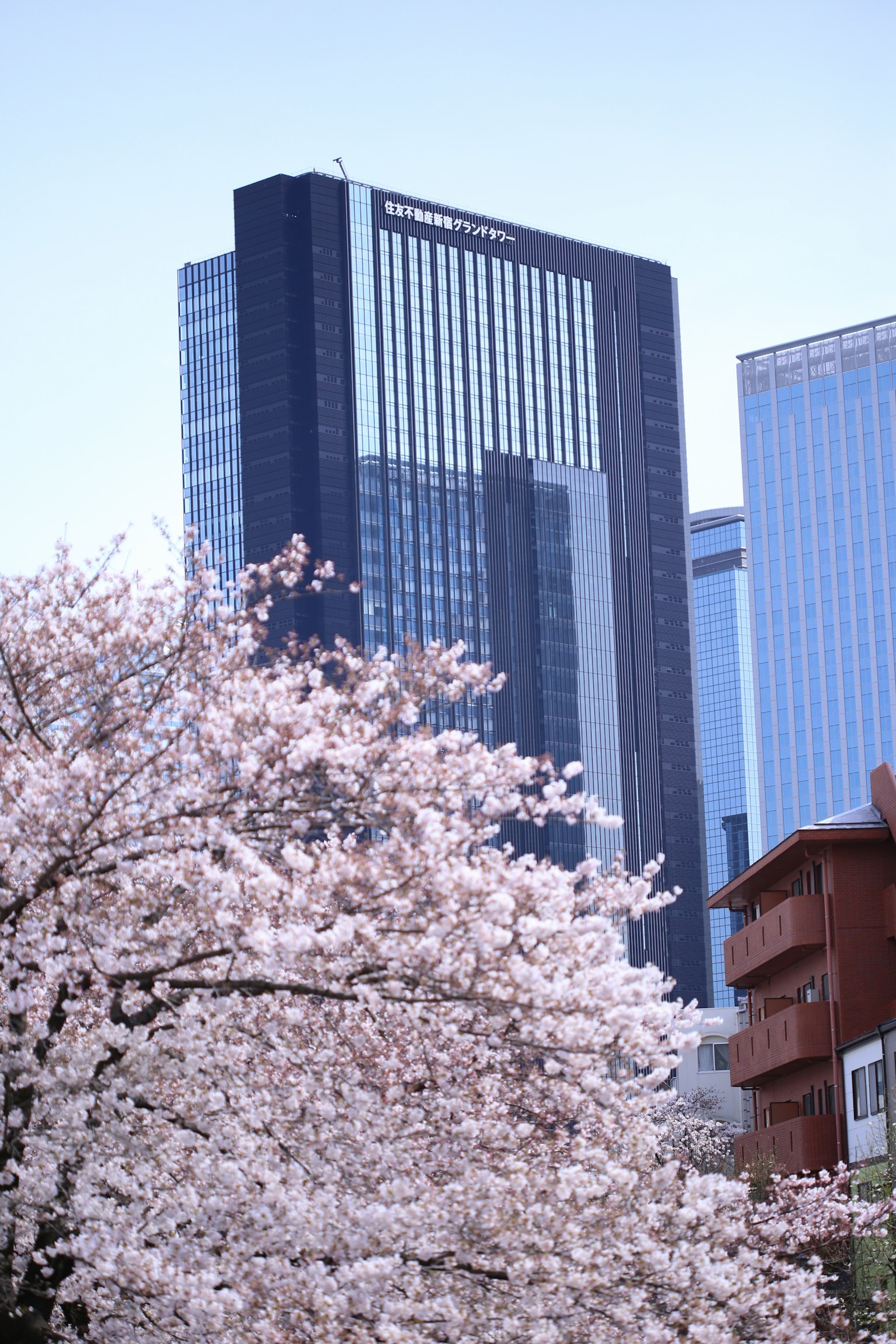 Cherry blossoms in front of modern buildings in Tokyo