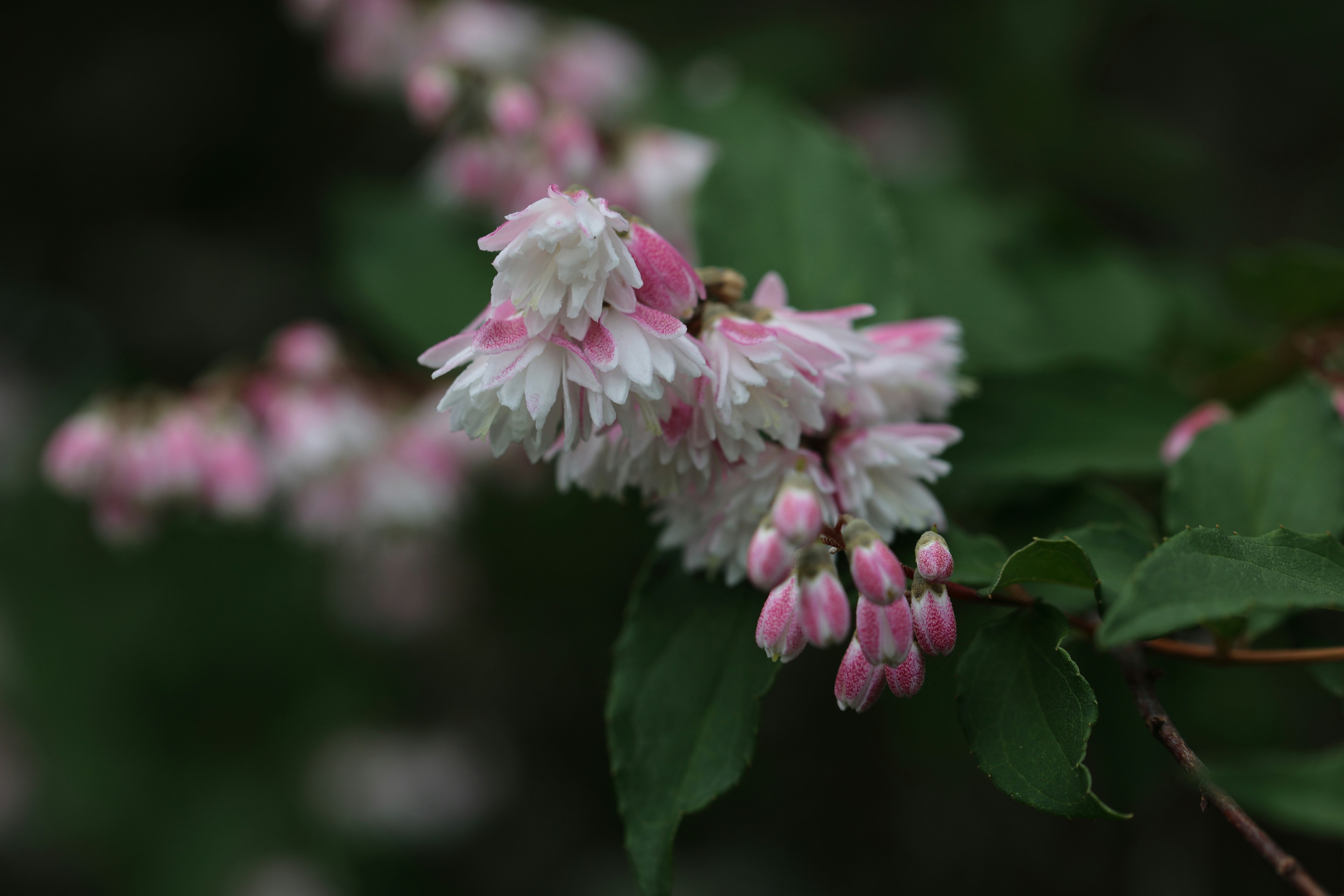 ピンクの花とつぼみが枝先に咲くクローズアップの画像