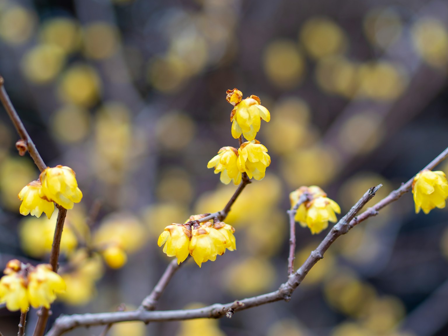 Primo piano di rami con fiori gialli in fiore