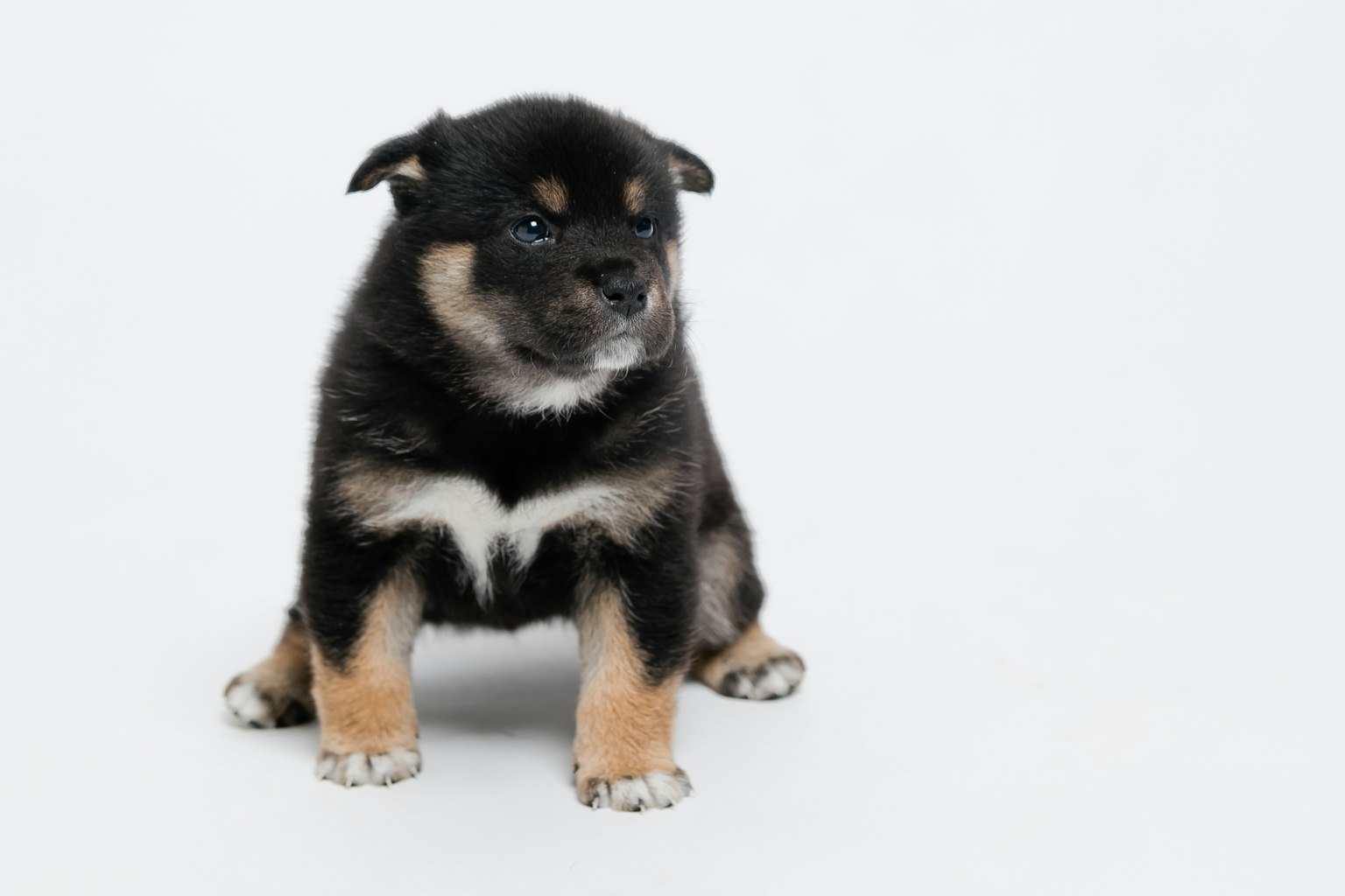 Un cachorro de Shiba Inu negro y marrón sentado