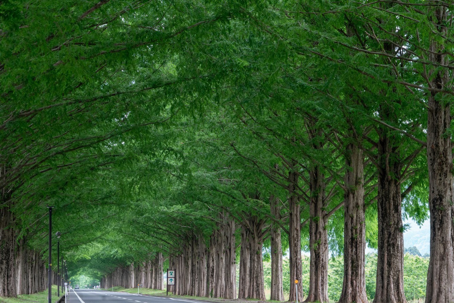 Route tranquille bordée d'arbres verts luxuriants