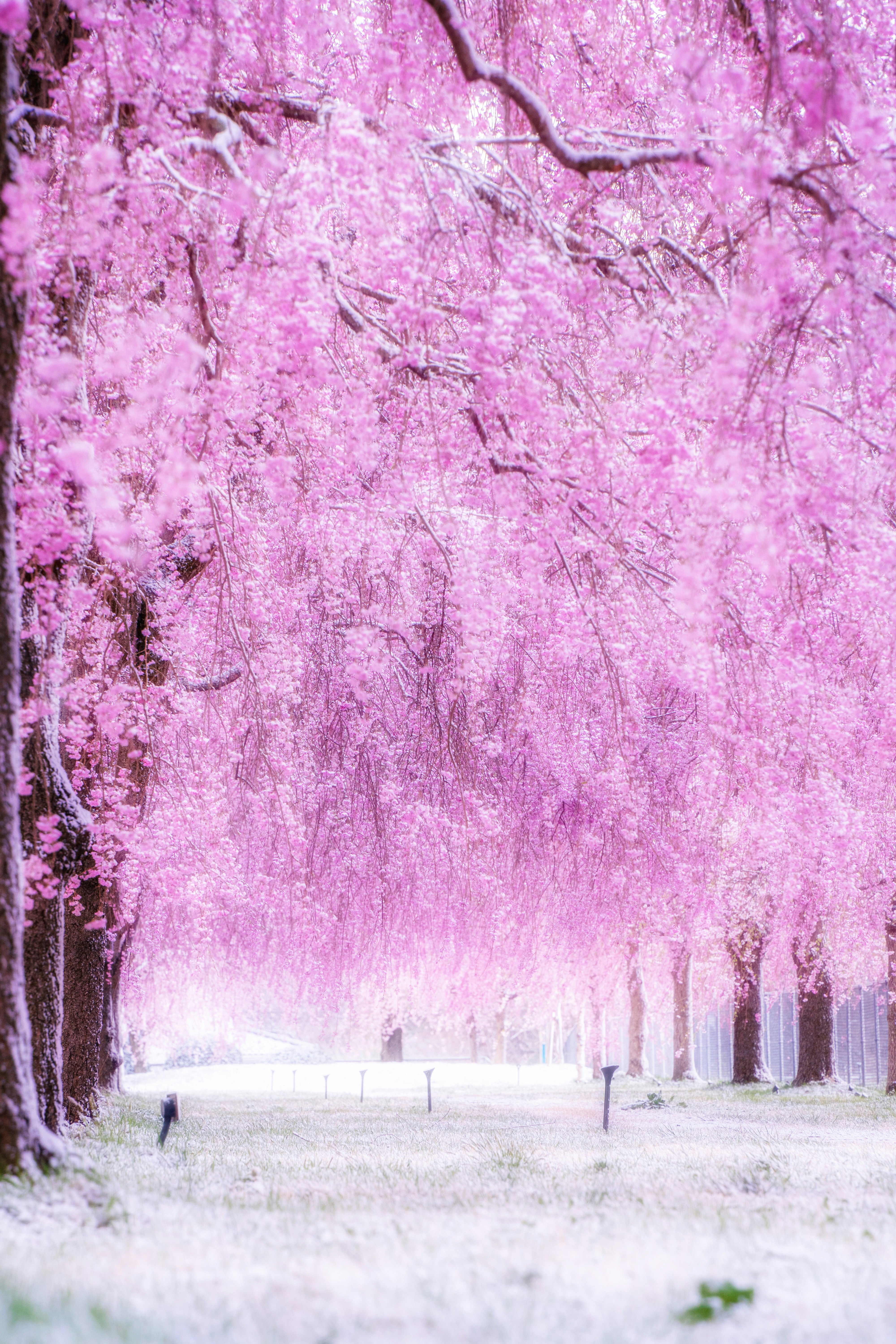 桜並木の雪景色