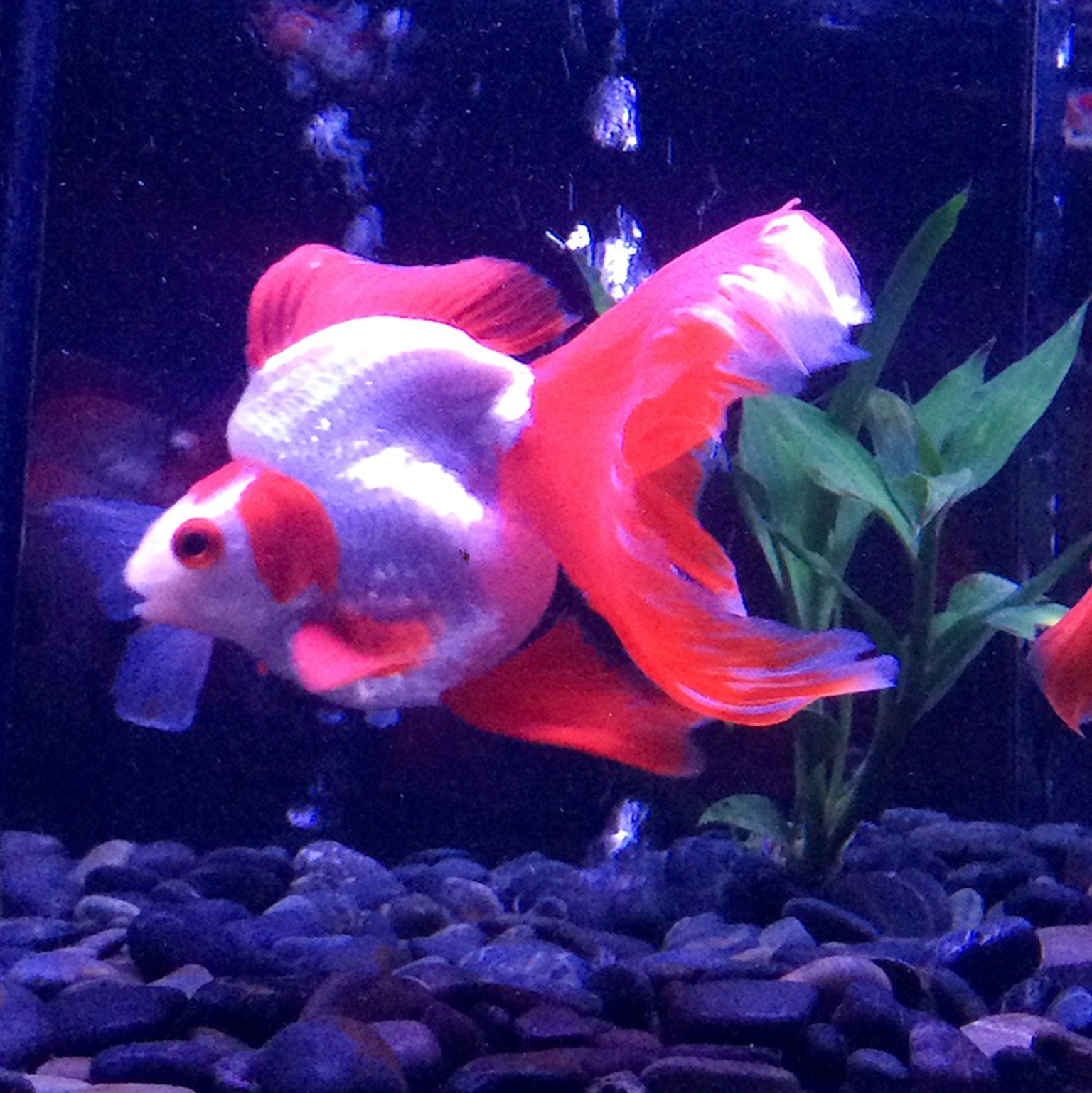 鲜艳的红白金鱼在水族箱中游动，靠近水生植物
