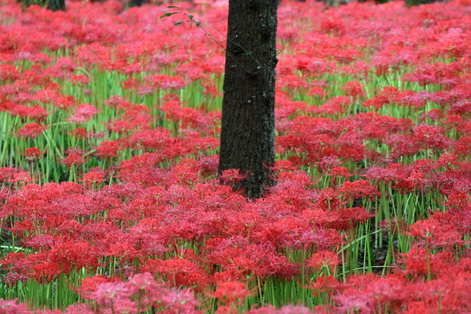 Field of red spider lilies with green grass and tree