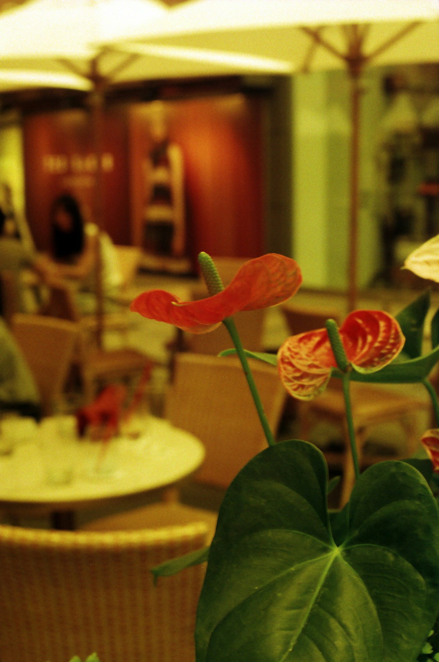 Vista interior de un café con flores vibrantes y hojas verdes