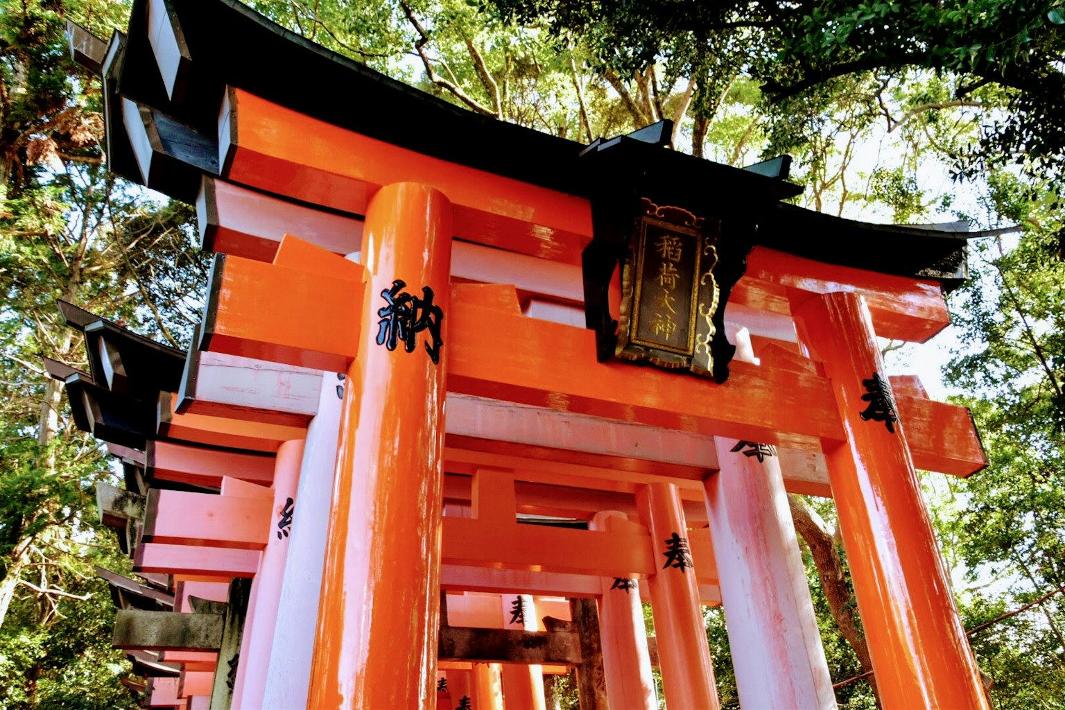 Vibrant orange torii gates in a shrine setting