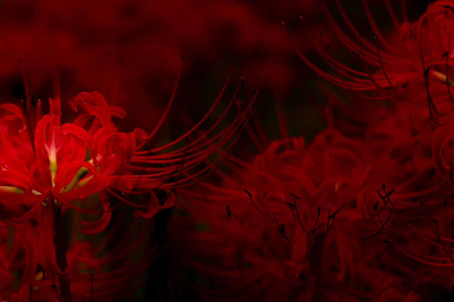 photo-YoXPNg1gK1WRJmhvsRQd-image