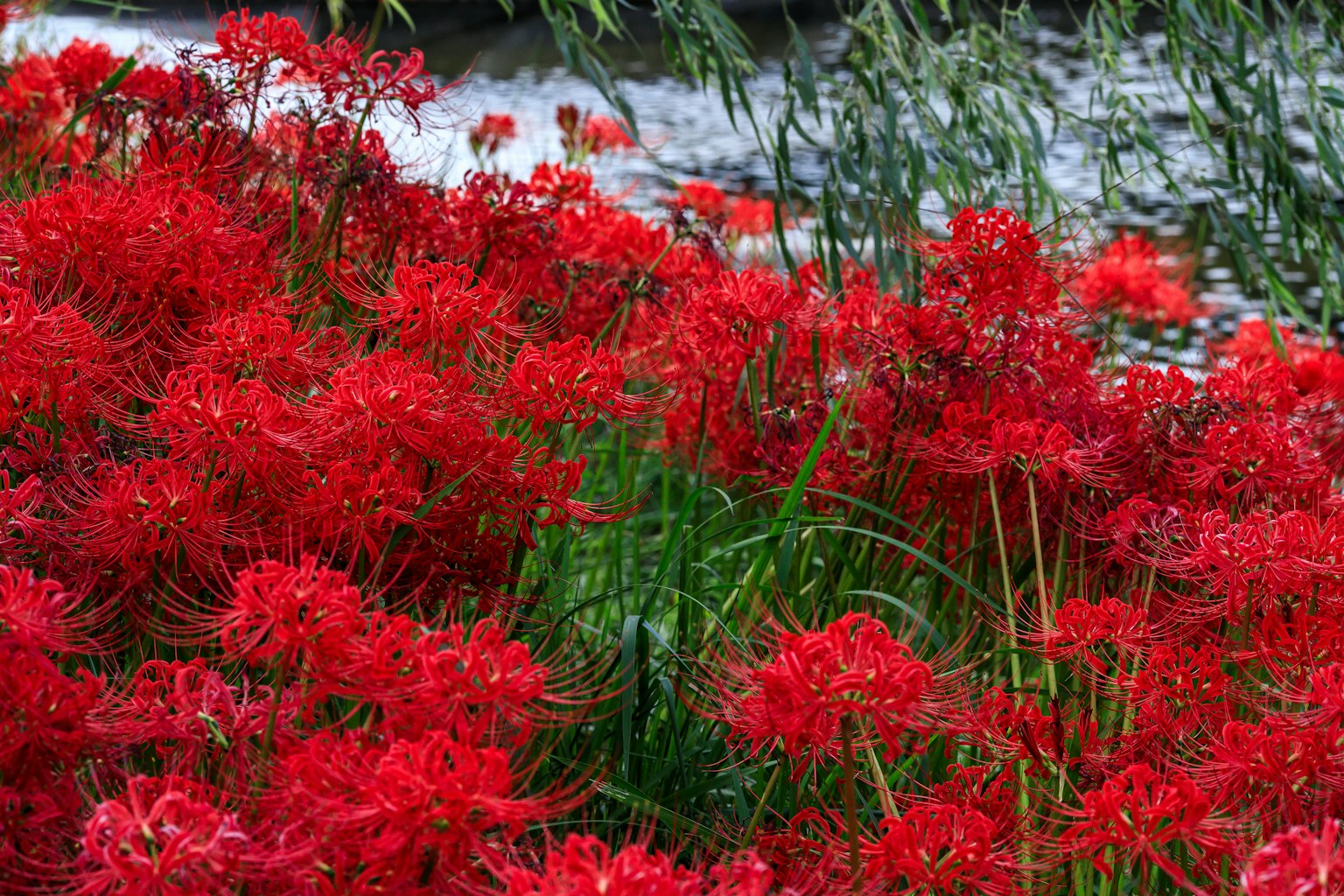 Un bellissimo paesaggio di gigli rossi che fioriscono vicino a un corso d'acqua