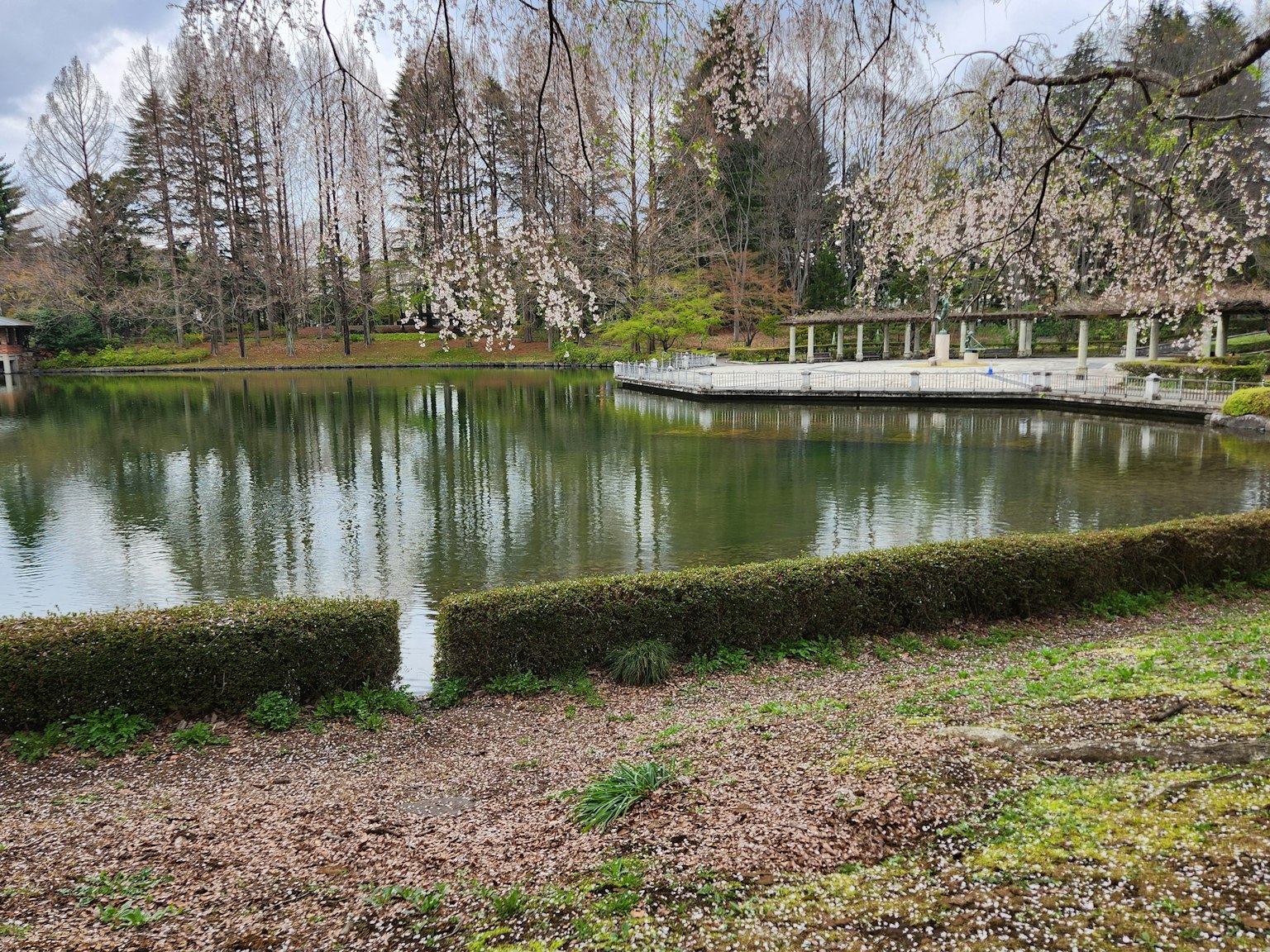 Ruhige Parklandschaft mit einem Teich und Kirschbäumen
