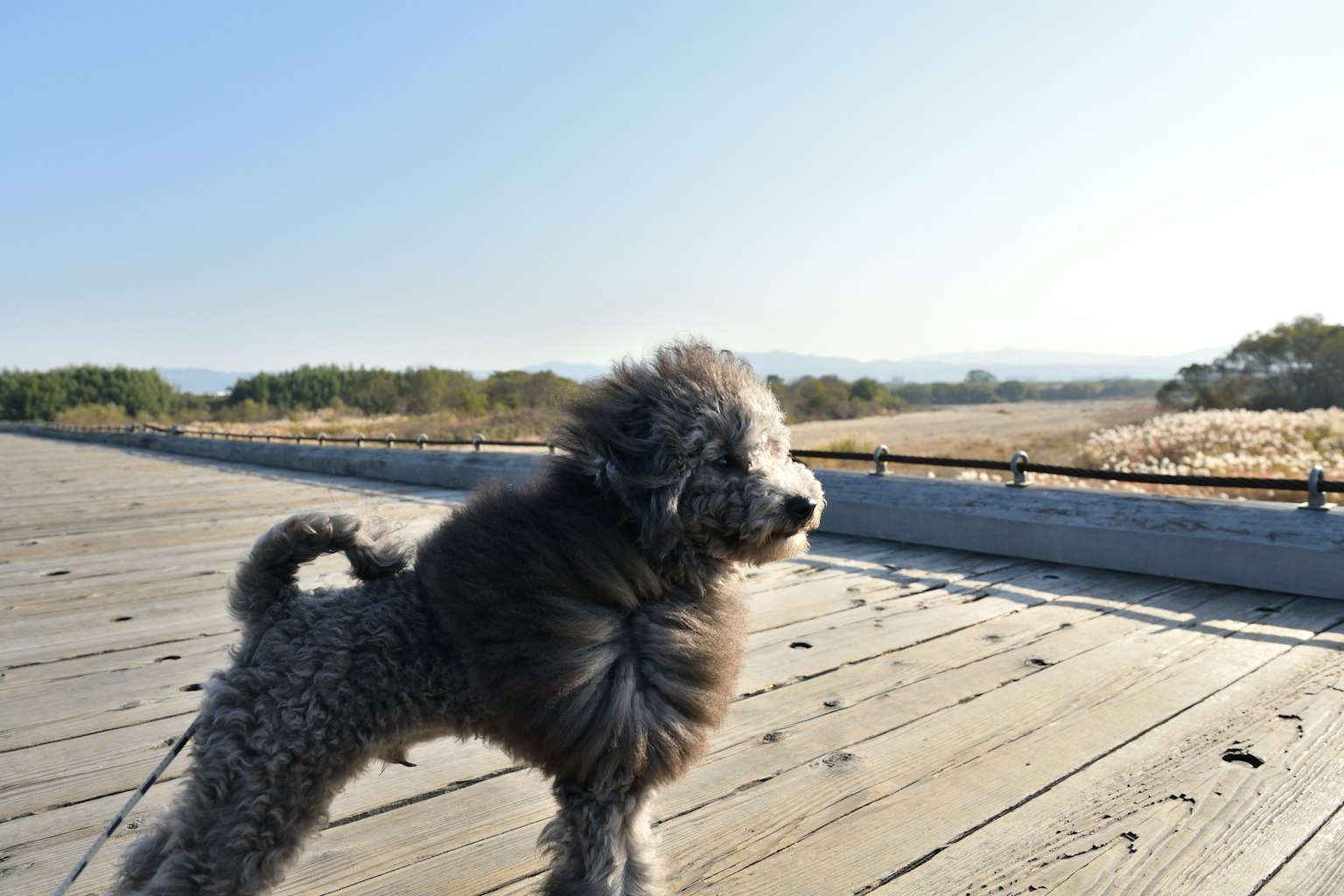 Ein Hund steht auf einem Holzweg mit Aussicht und blauem Himmel