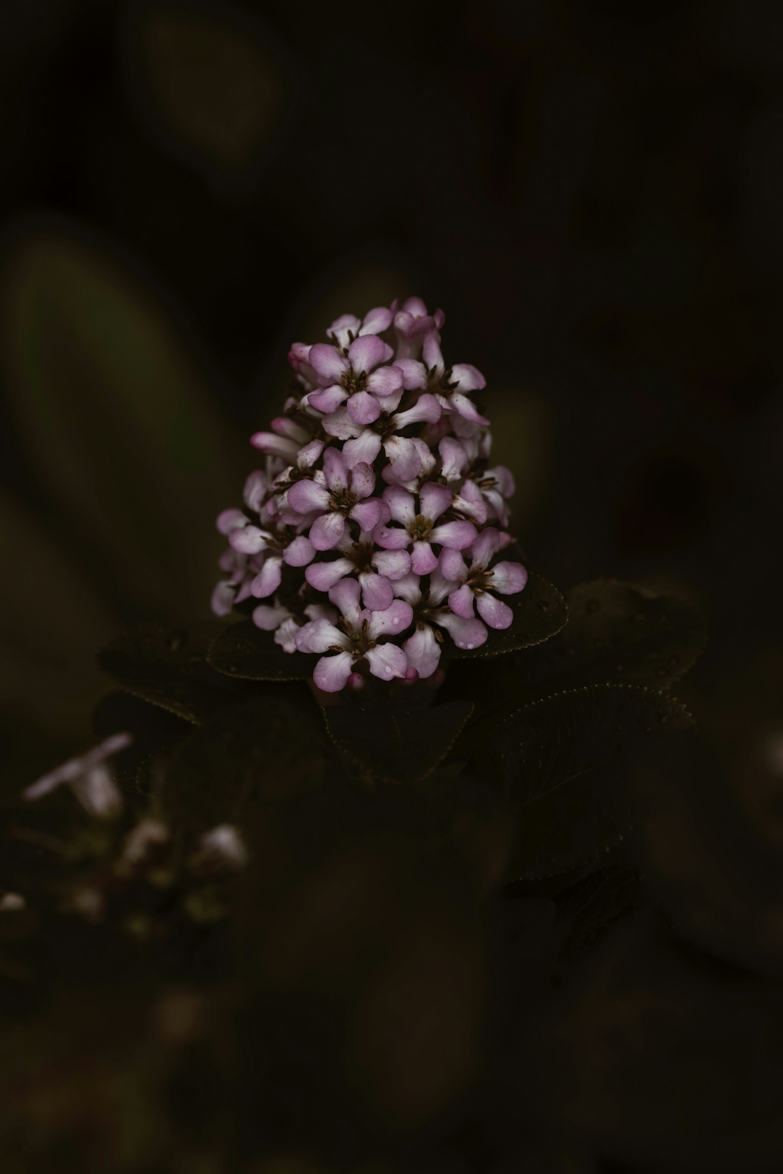 Nahaufnahme von kleinen lila Blumen vor dunklem Hintergrund