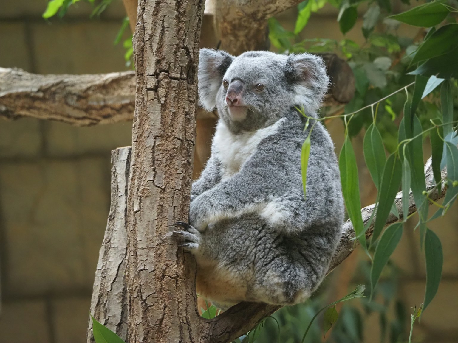 A cute koala sitting on a tree branch