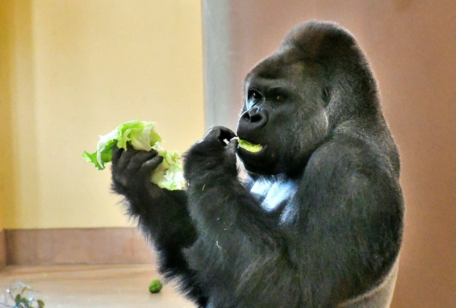 Gorila comiendo lechuga