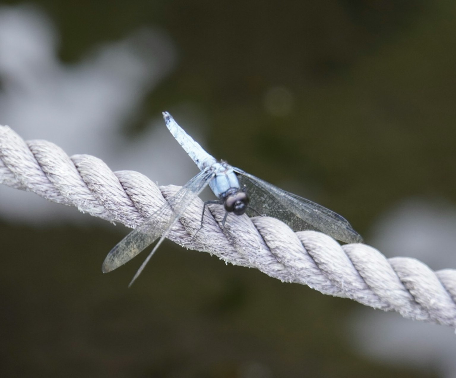 Primo piano di una libellula blu che riposa su una corda