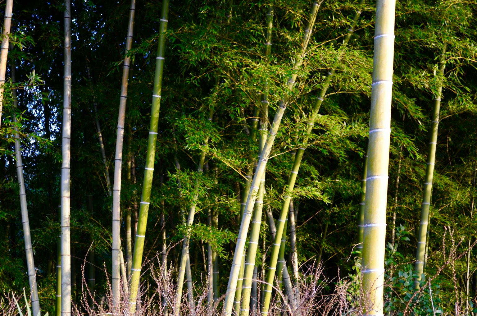 一個綠色竹林和細長竹竿的風景