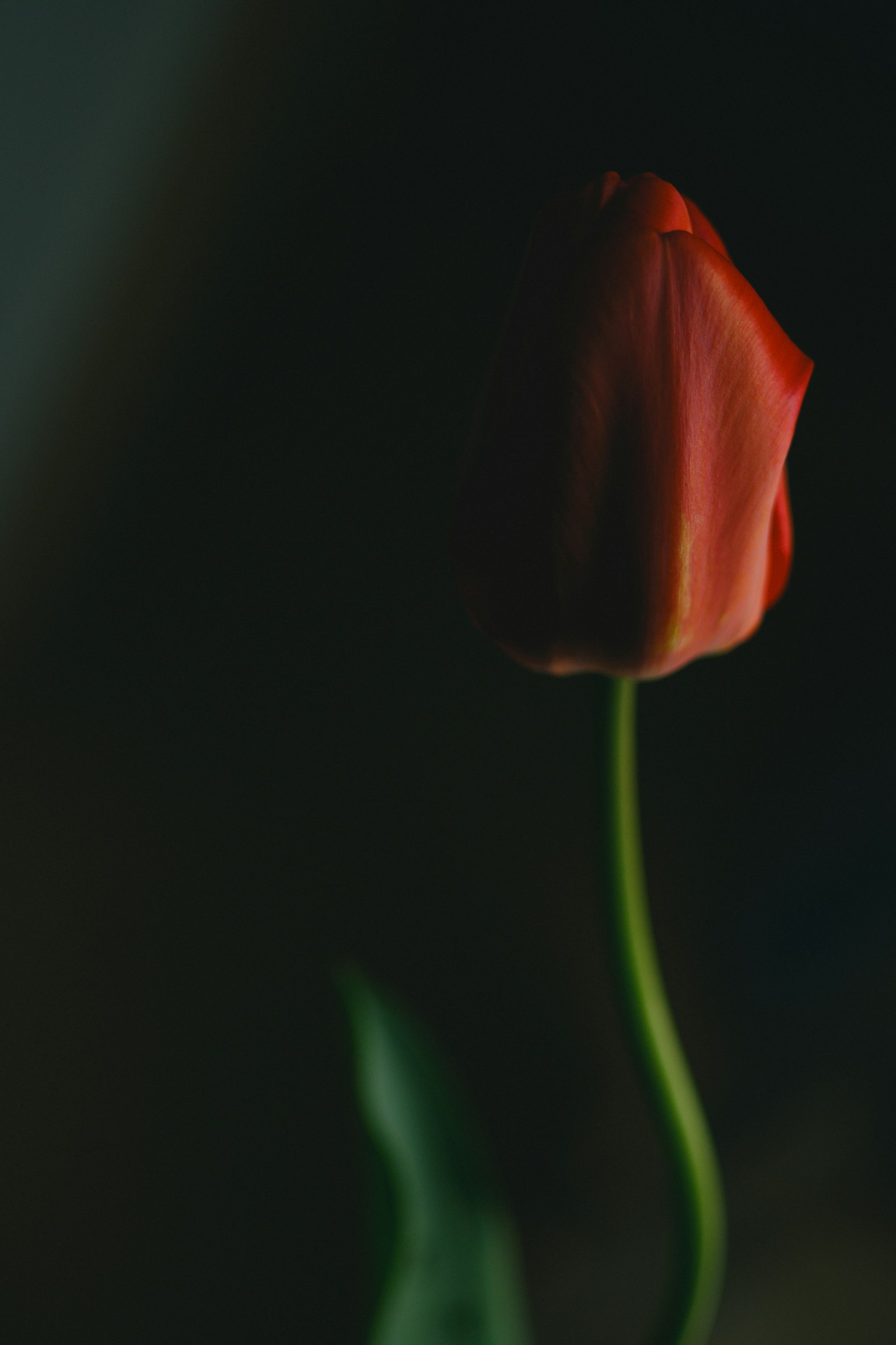Fleur de tulipe rouge se tenant contre un fond sombre
