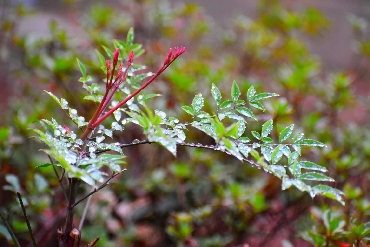特写植物，绿色叶子和显眼的红色芽