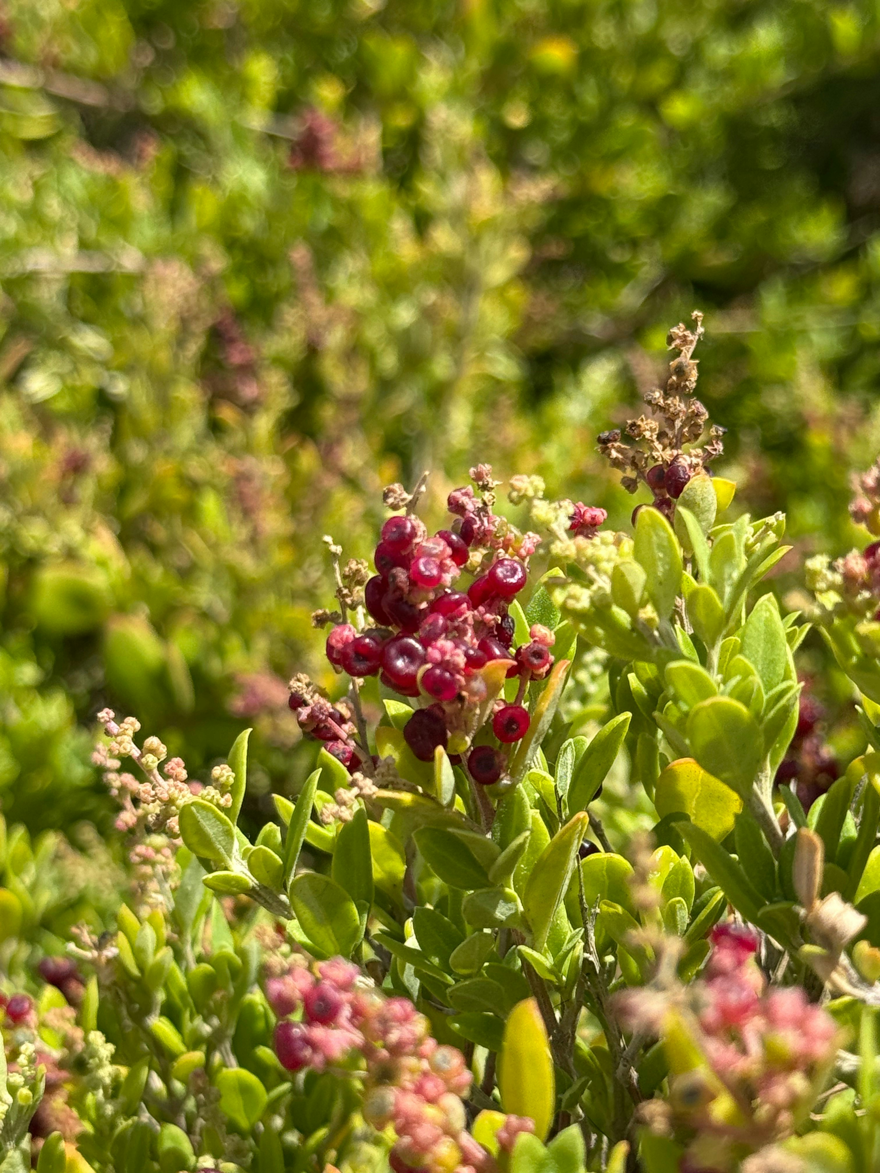 緑の葉に混じる小さな赤い実のある植物