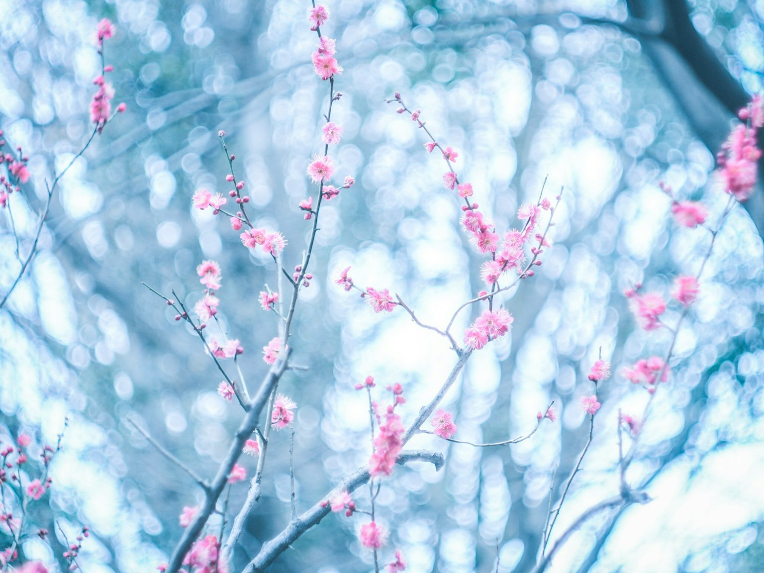 Branches de fleurs de prunier roses sur fond bleu