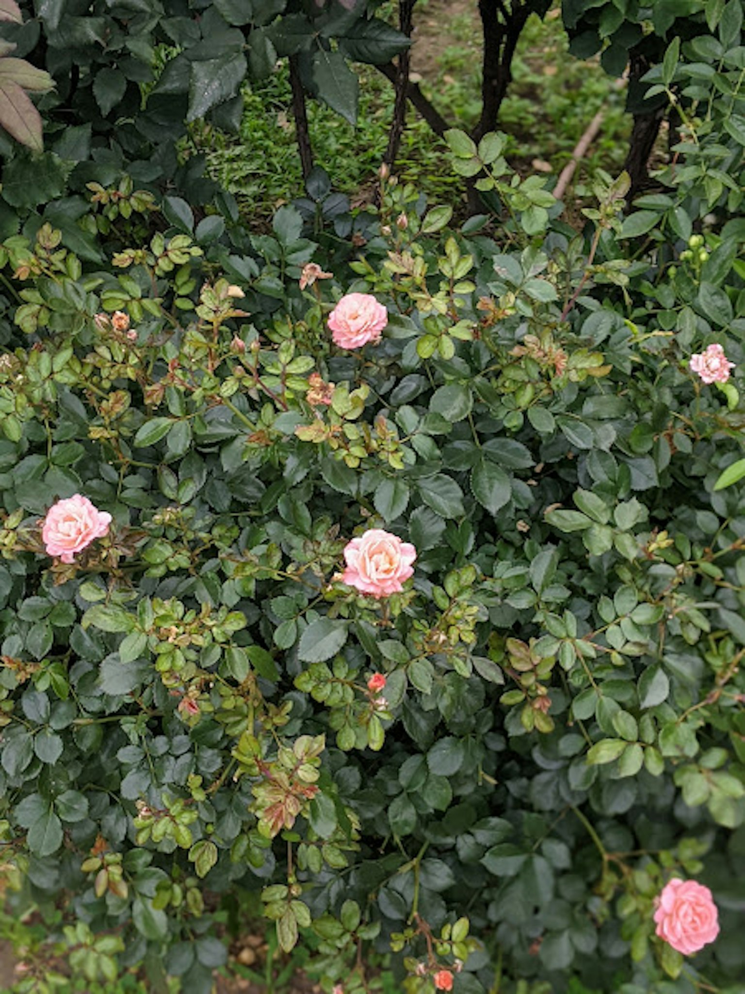 Mawar pink muda mekar di antara daun hijau