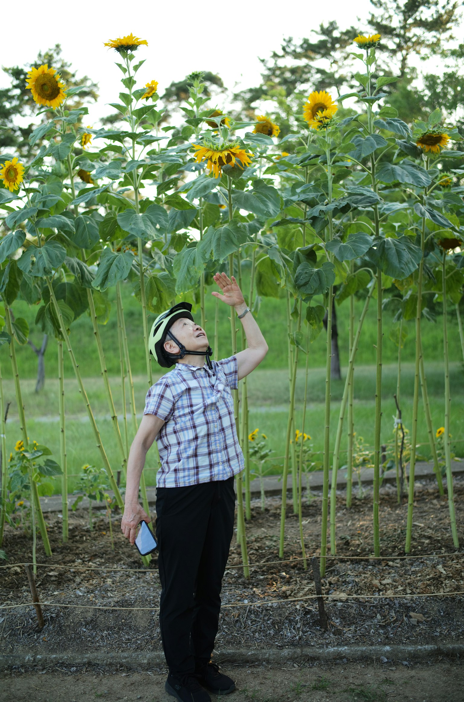 Child reaching up towards tall sunflowers in a garden