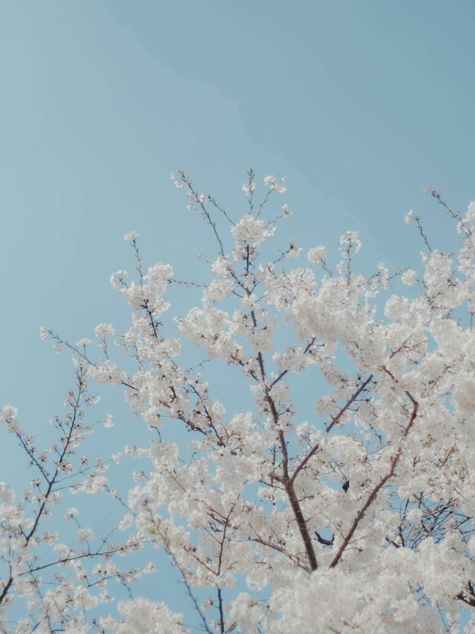 Fiori di ciliegio e rami sotto un cielo blu
