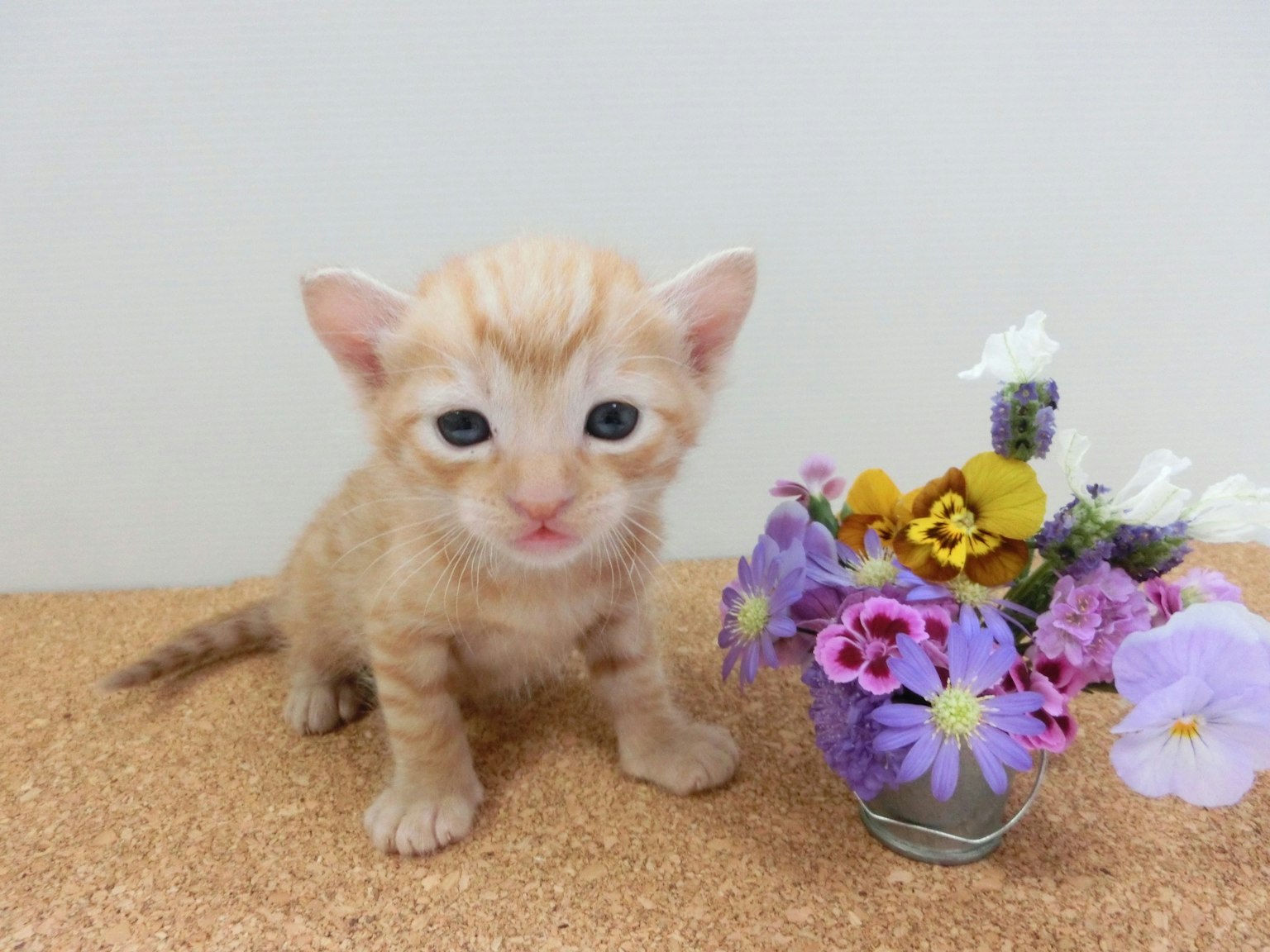 Un pequeño gatito naranja sentado junto a un jarrón de flores