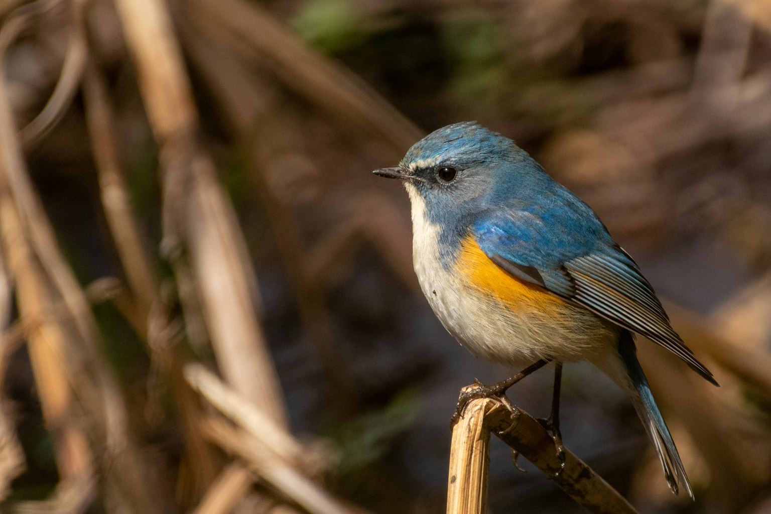 Un piccolo uccello con piume blu e una pancia arancione appollaiato su un rametto