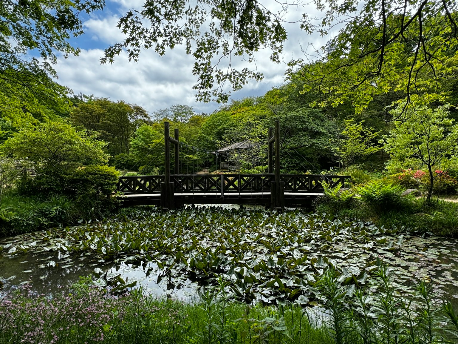 郁郁葱葱的公园中，木桥横跨睡莲池的风景