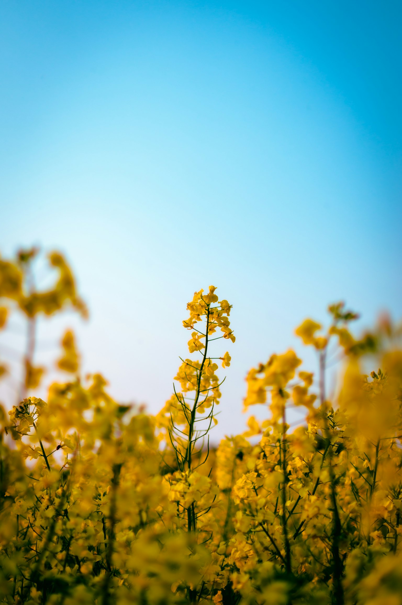 Ein Feld mit gelben Blumen unter einem blauen Himmel