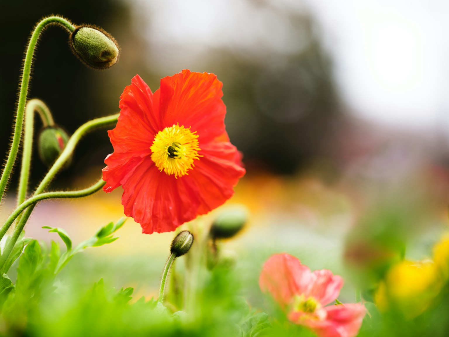 Flor de amapola roja vibrante con botones en un jardín