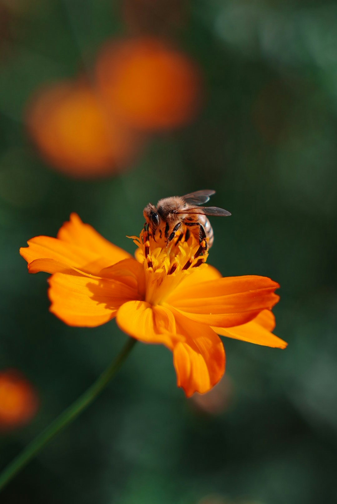 オレンジ色の花にとまる蜂のクローズアップ