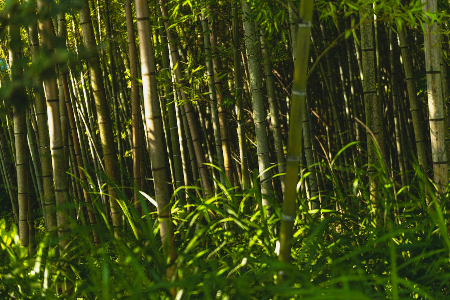 Foresta di bambù densa con steli di bambù sottili e sottobosco lussureggiante