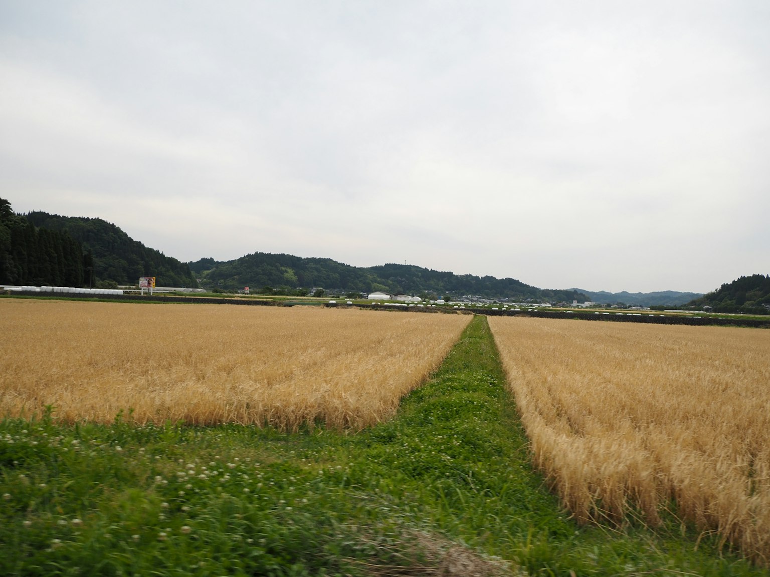 鄉村風景，背景是廣闊的麥田和遠處的山丘