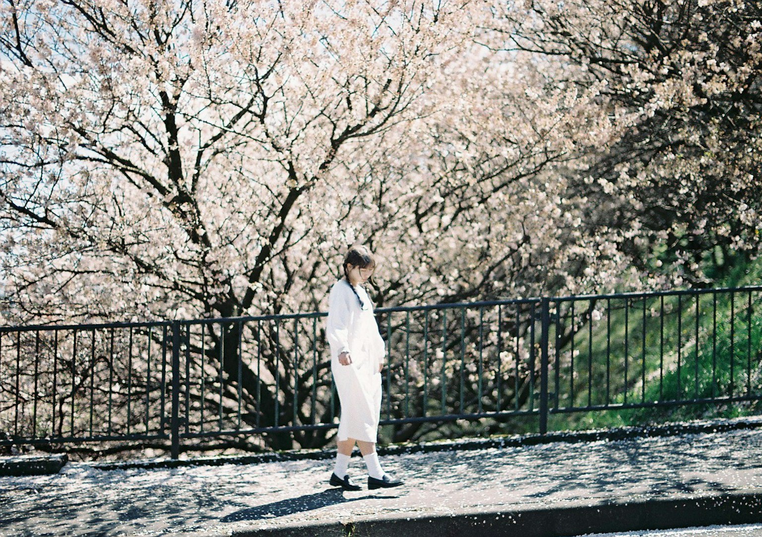 Femme en vêtements blancs se tenant devant des cerisiers en fleurs