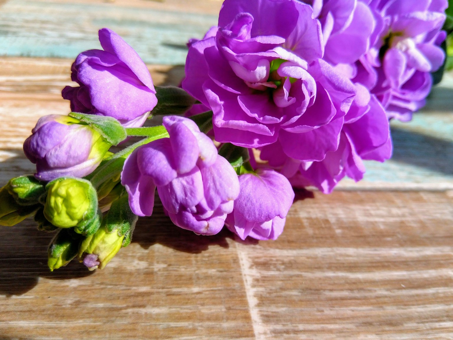 A cluster of purple flowers resting on a wooden table