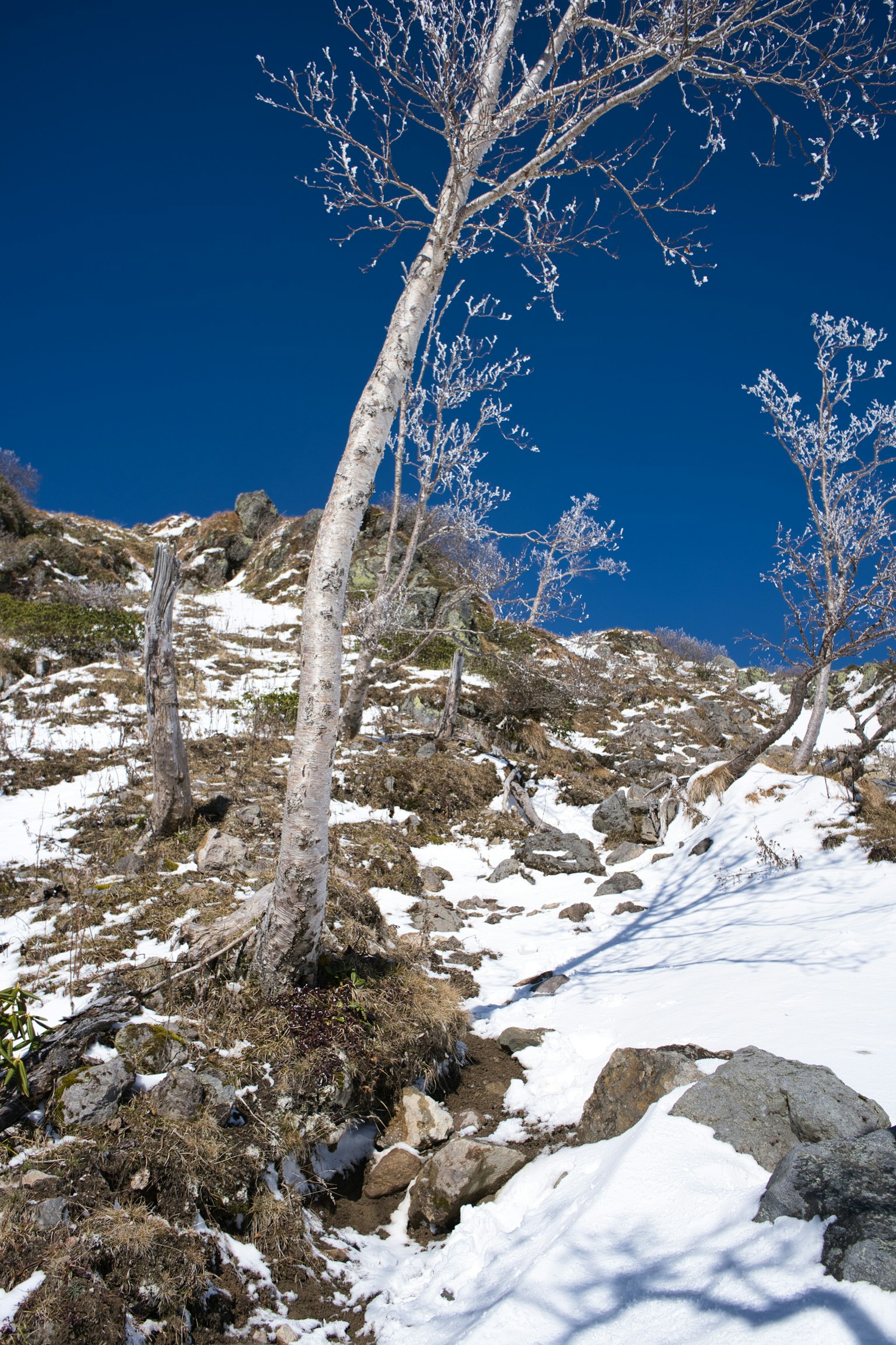Ein gefrorener Baum auf einem verschneiten Hang unter einem klaren blauen Himmel