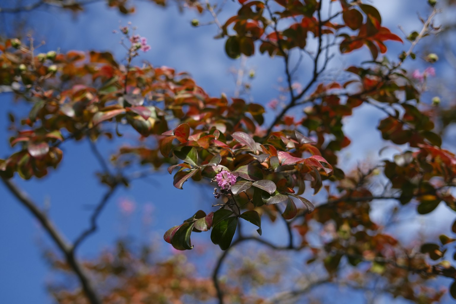 藍天背景下的紅葉和花的樹枝
