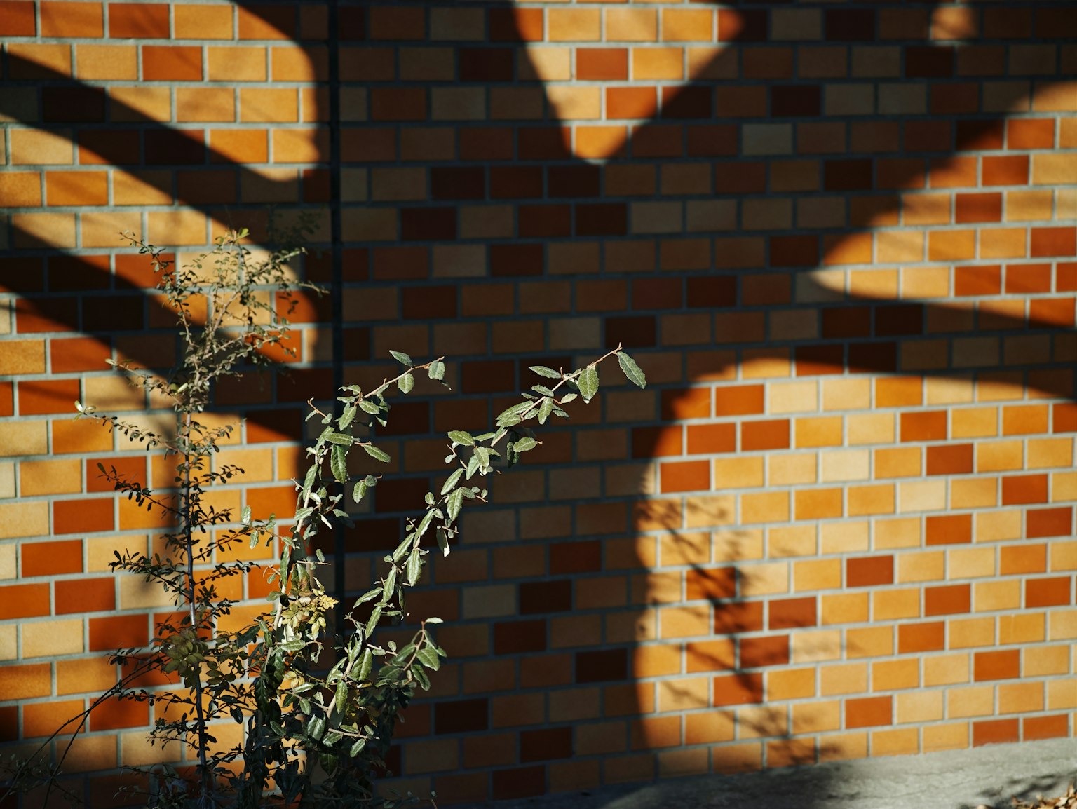 Contrast of shadows on a brick wall with a plant