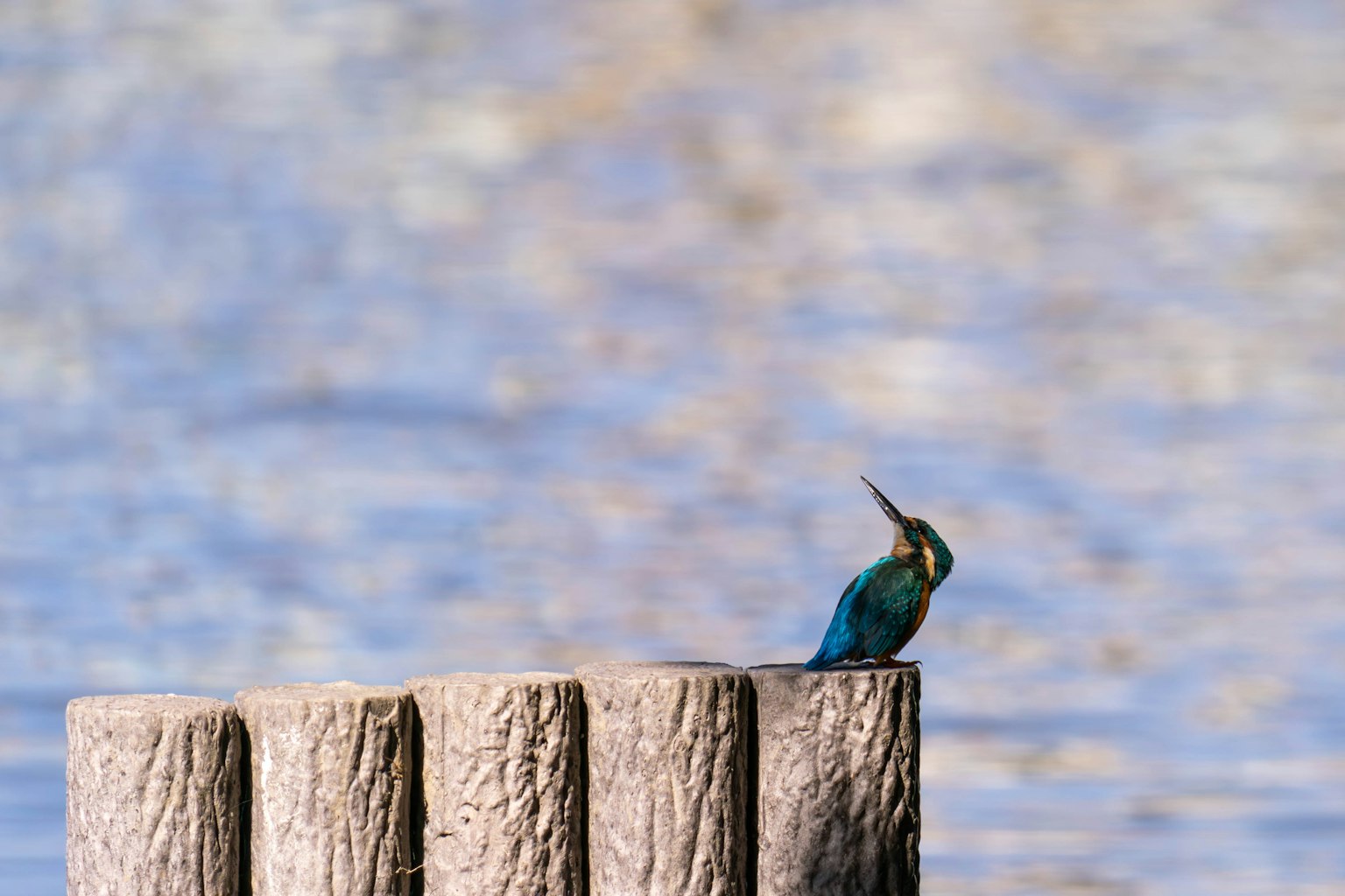 Kingfisher perched on a log above a blue river