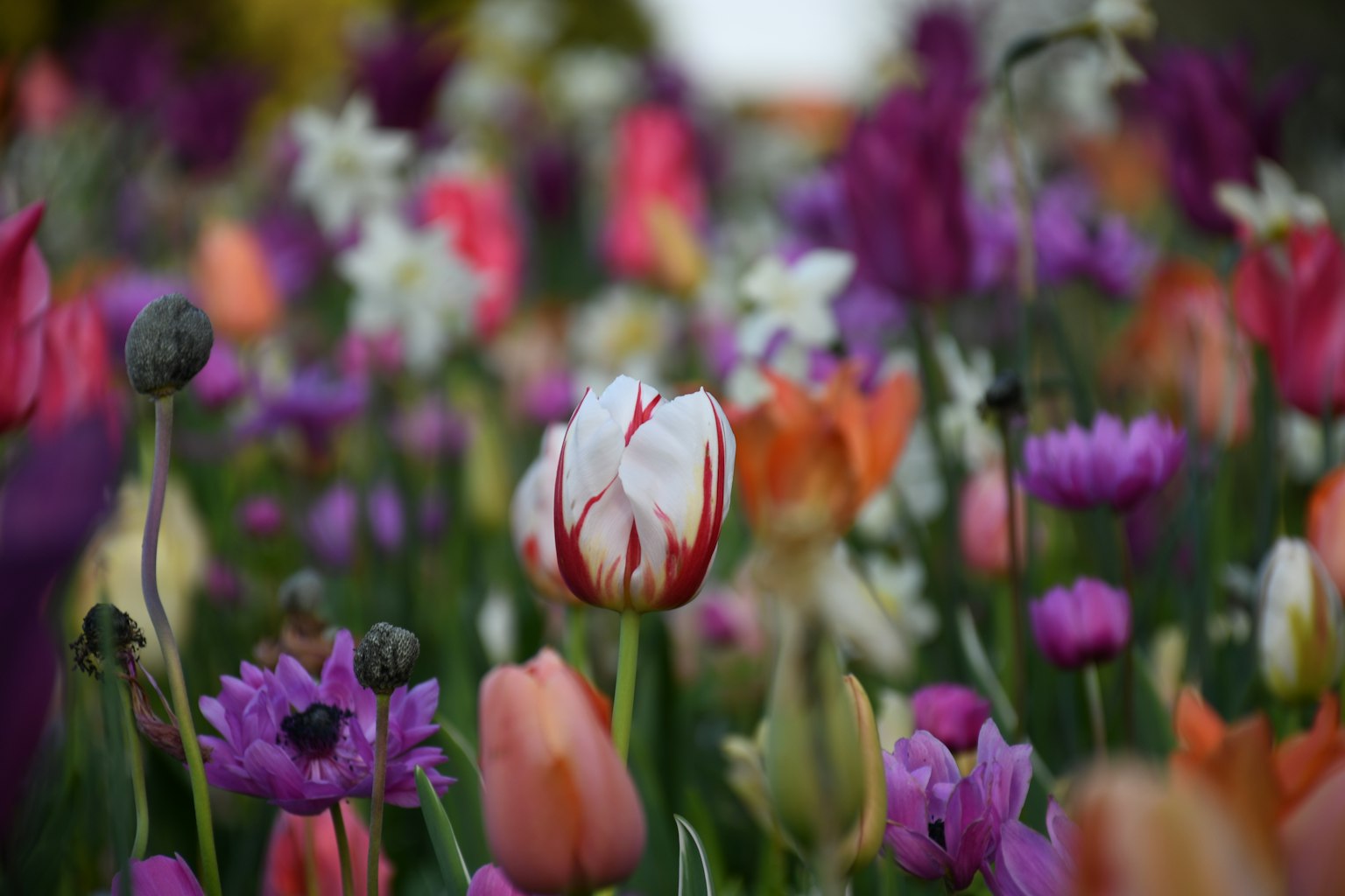 A vibrant field of tulips and flowers in various colors