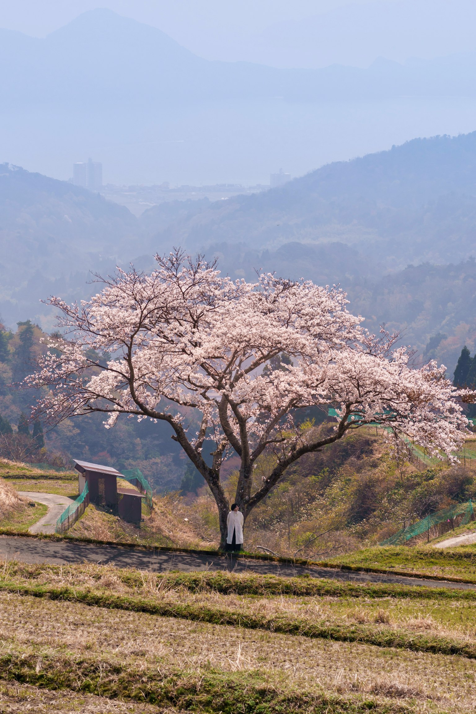 一棵美麗的櫻花樹，背景是山脈的風景