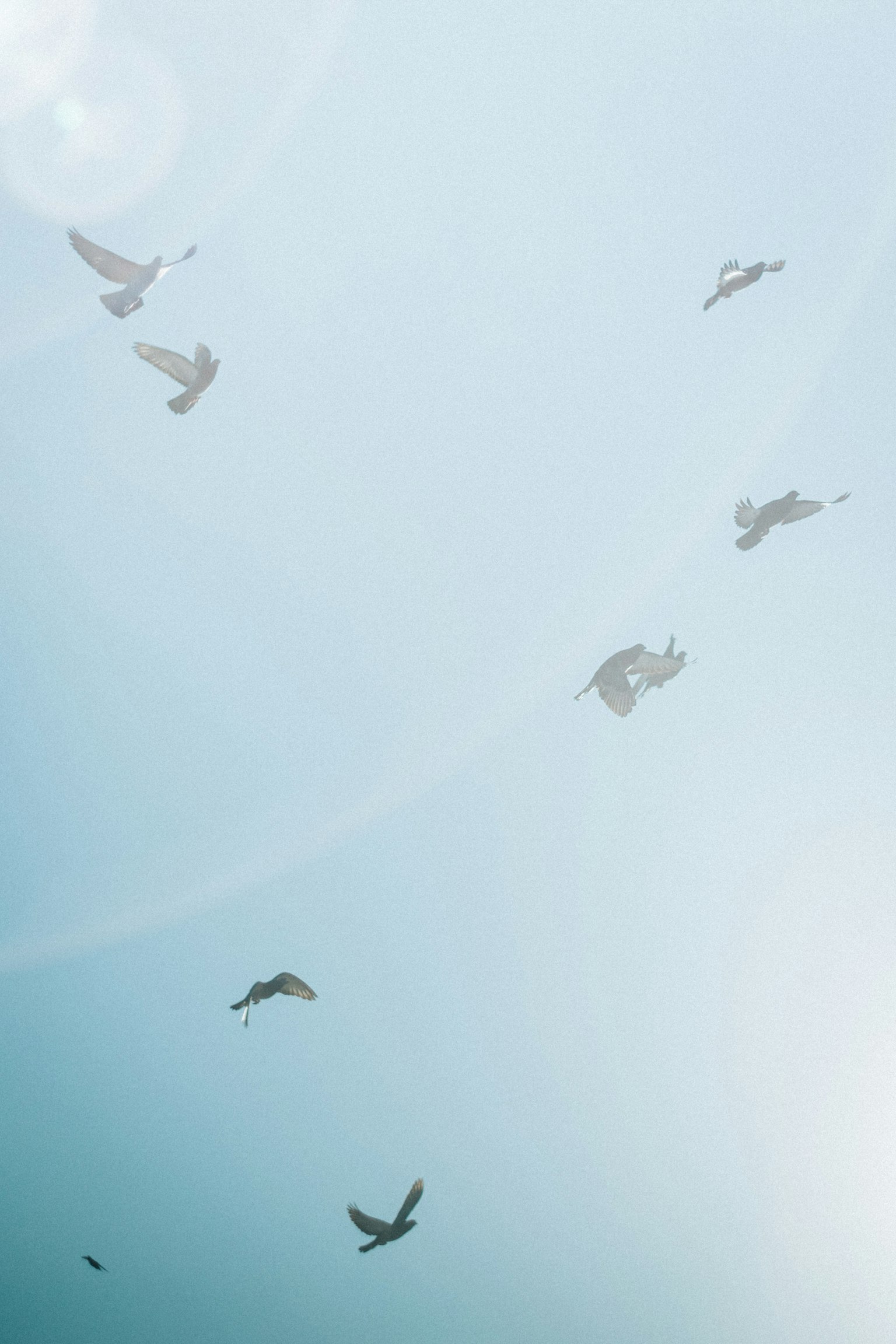 Sekawanan burung terbang di langit biru