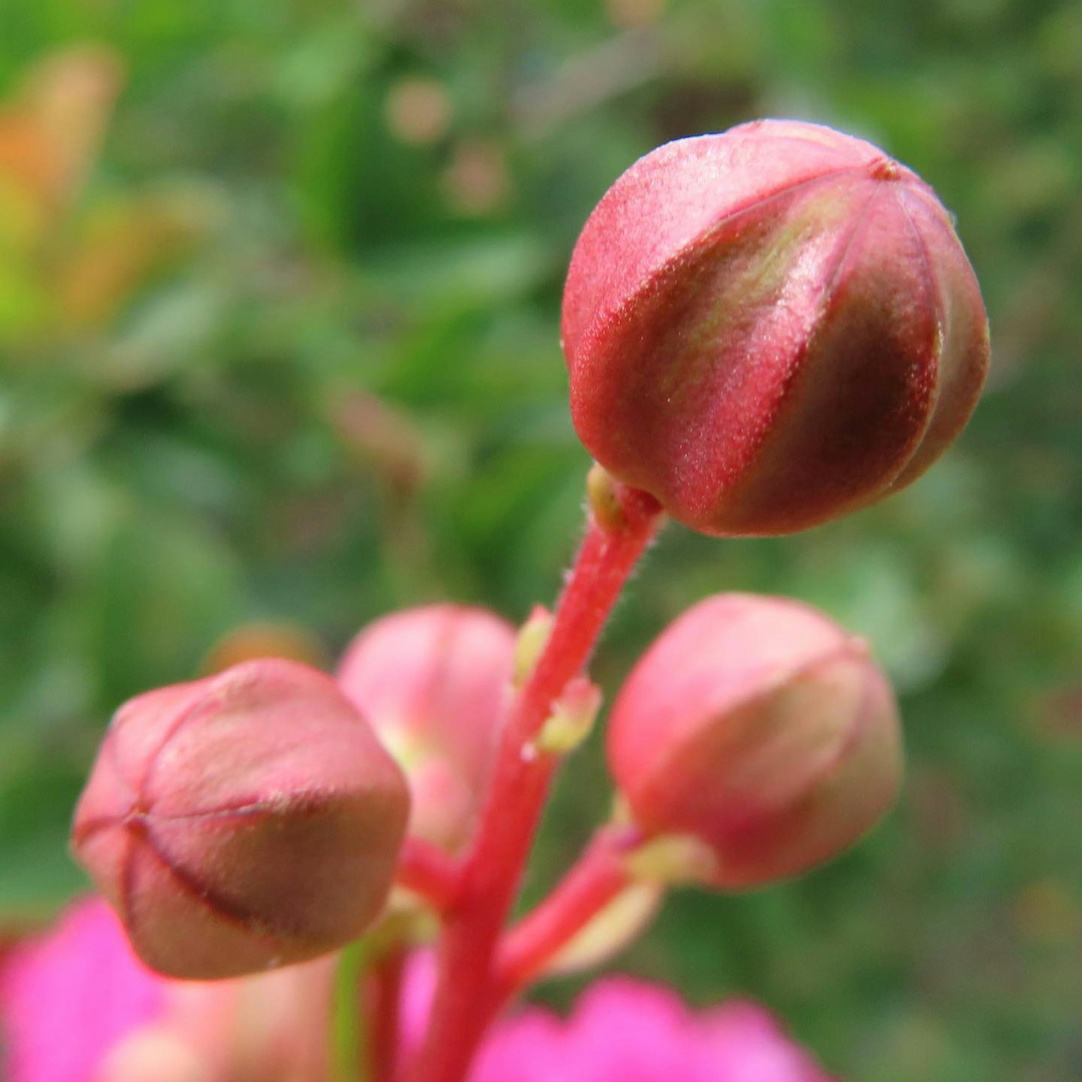 粉色花蕾的特写与绿色背景