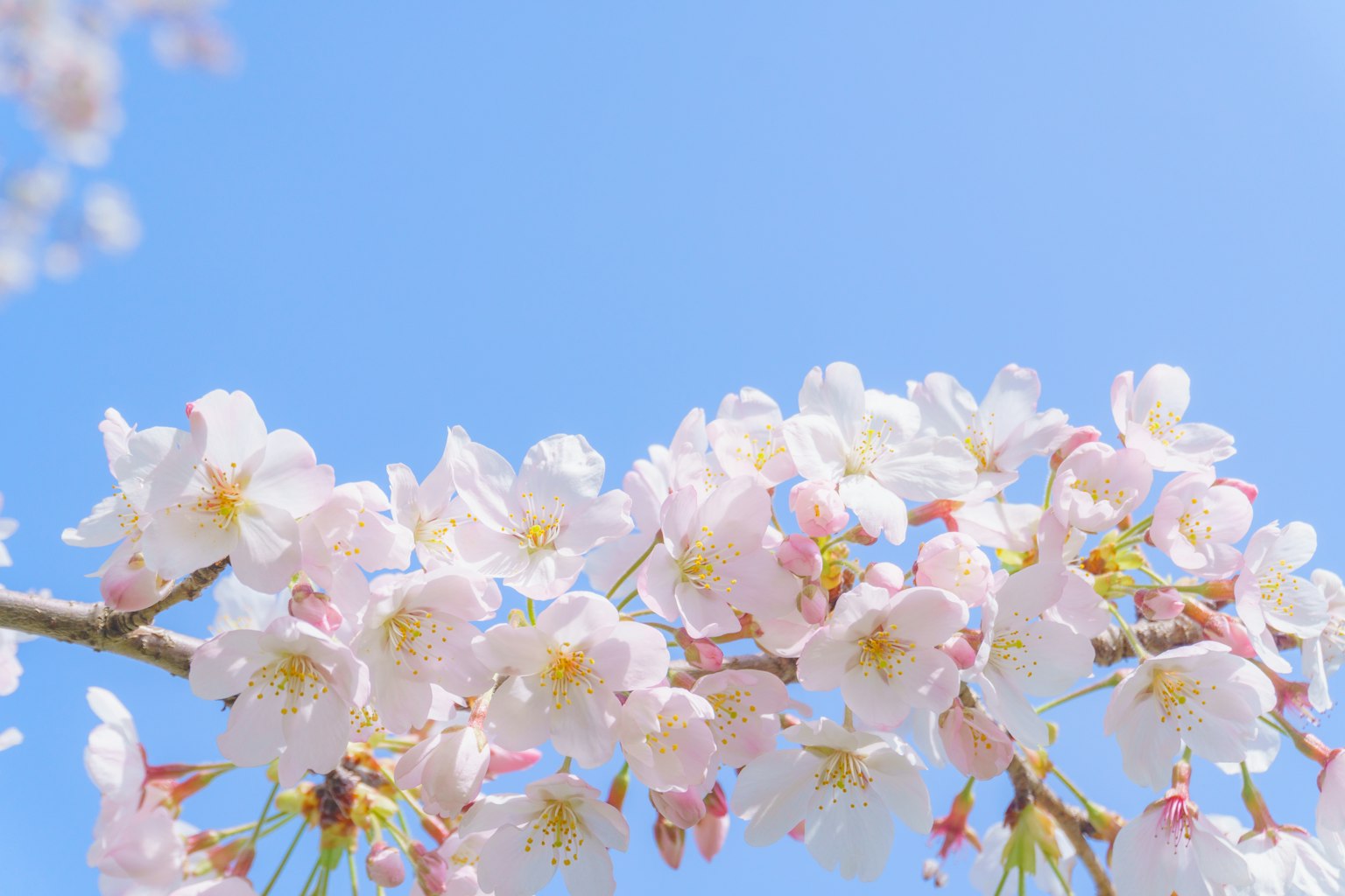 Acercamiento de flores de cerezo bajo un cielo azul