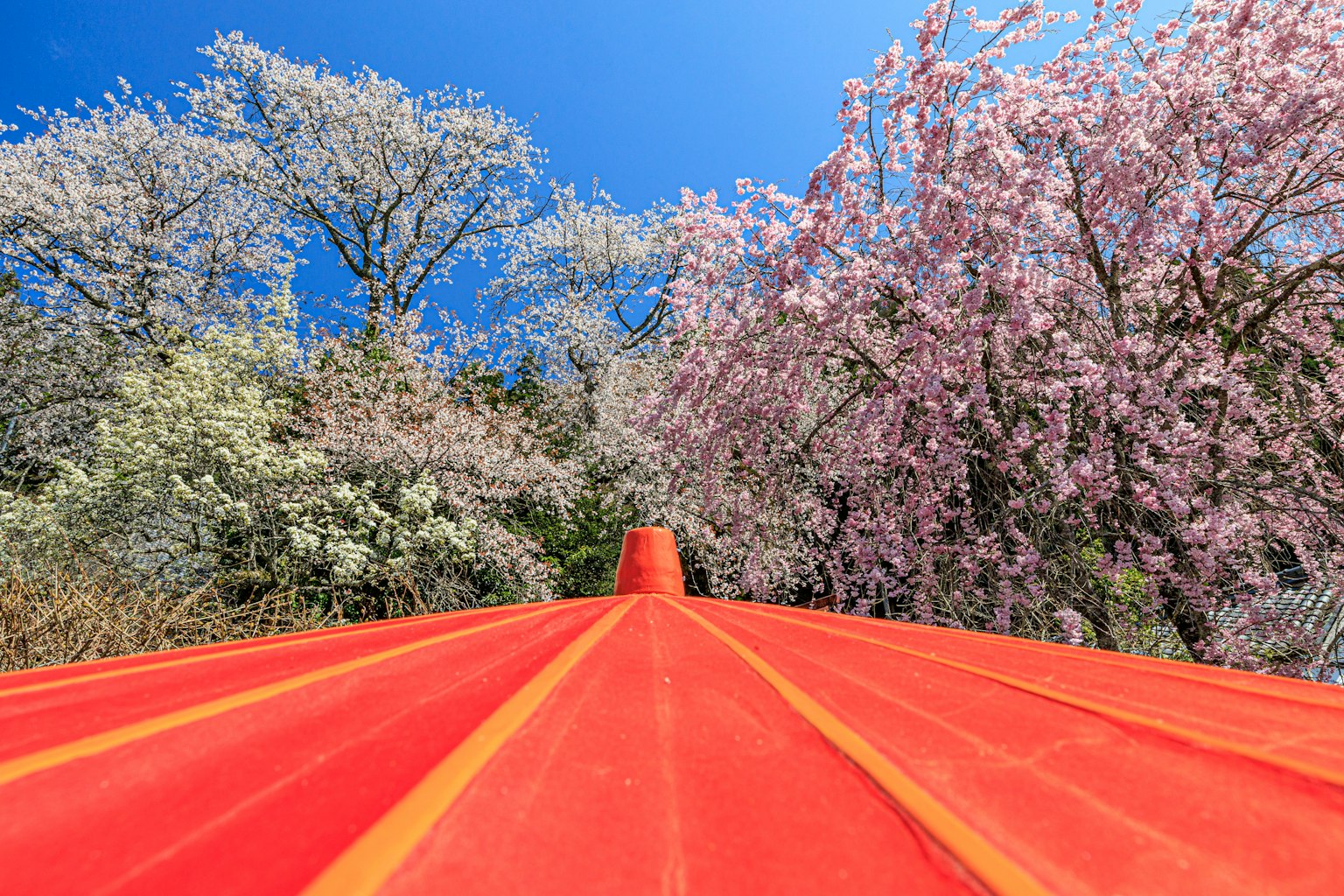 Pemandangan atap merah dengan pohon sakura di bawah langit biru