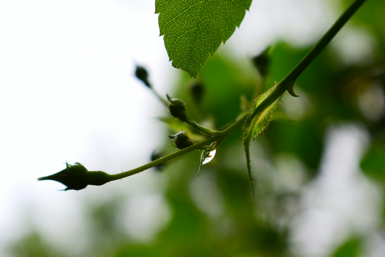 枝に付く雨粒のある葉のクローズアップ