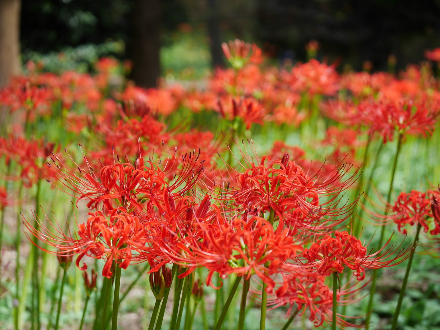 Un groupe vibrant de lys araignée rouges dans un jardin