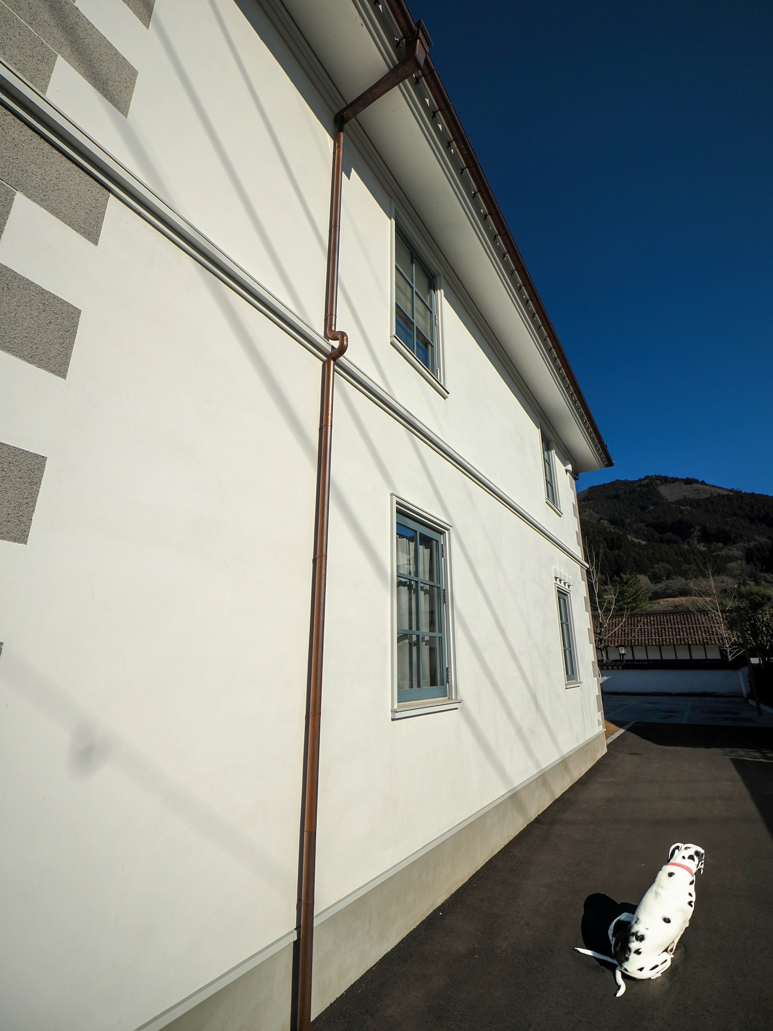 Un mur de maison blanche avec des fenêtres bleues et un chien aux taches noires